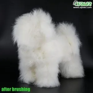Całe ciało włosy białe Bichon Opawz 8-10 cm