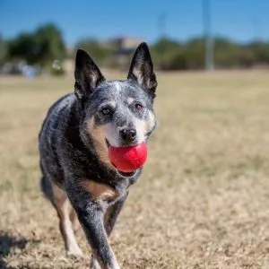Kong Ball kula smakula na smakołyki dla psa